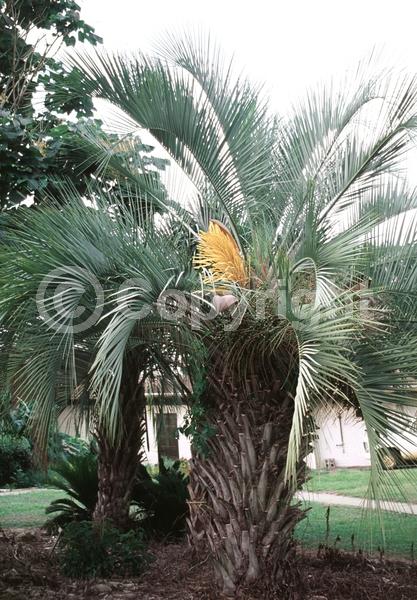 White blooms; Evergreen; Needles or needle-like leaf