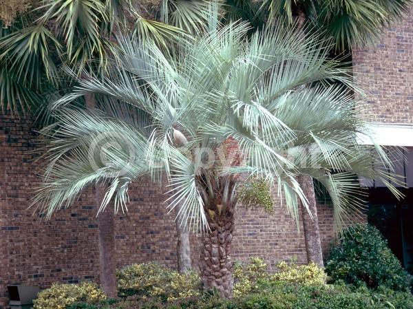 White blooms; Evergreen; Needles or needle-like leaf