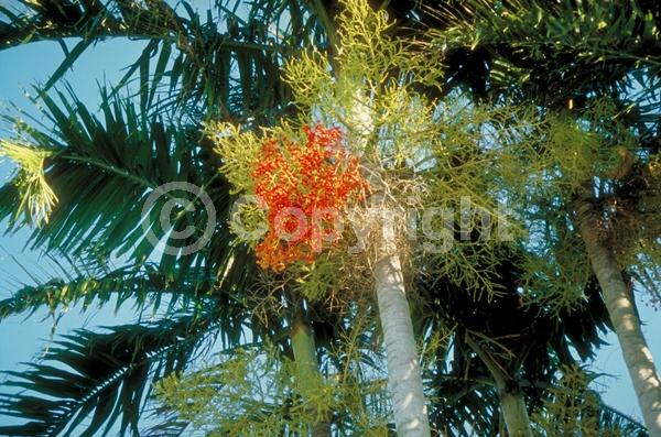White blooms; Evergreen; Needles or needle-like leaf