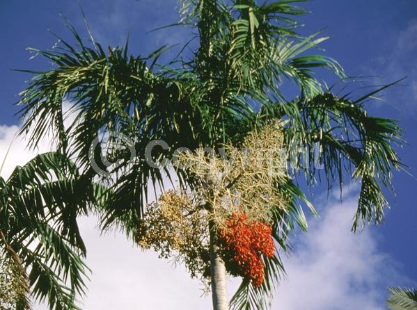 White blooms; Evergreen; Needles or needle-like leaf
