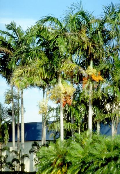 White blooms; Evergreen; Needles or needle-like leaf