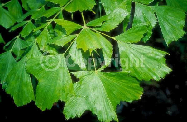 White blooms; Evergreen