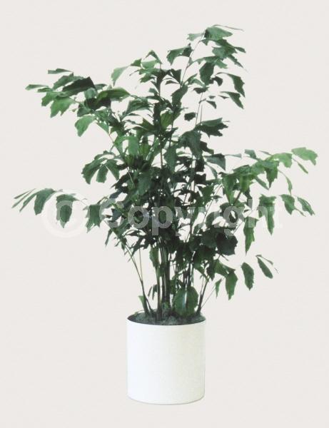 White blooms; Evergreen