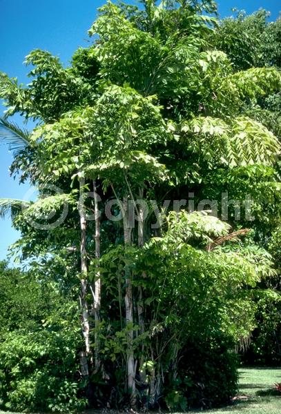 White blooms; Evergreen