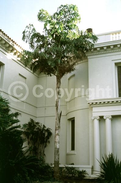 White blooms; Evergreen