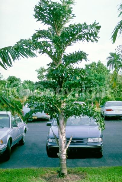 White blooms; Evergreen; Needles or needle-like leaf