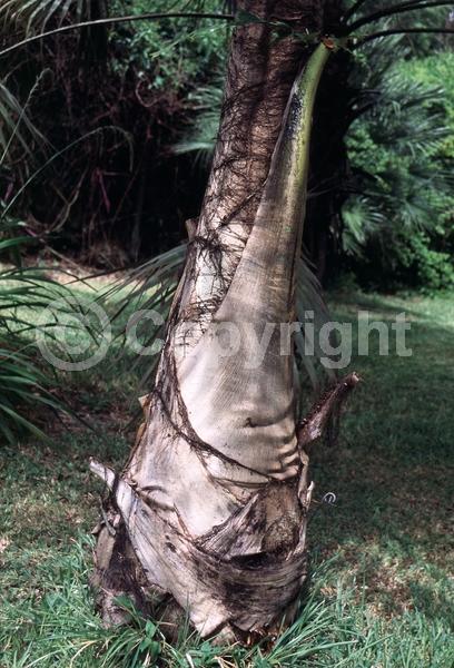 White blooms; Evergreen