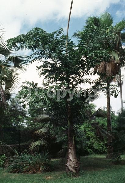 White blooms; Evergreen