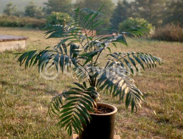 Yellow blooms; Evergreen; Needles or needle-like leaf; North American Native