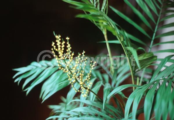 Yellow blooms; Evergreen; Needles or needle-like leaf; North American Native