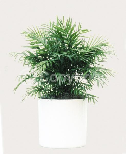 Yellow blooms; Evergreen; Needles or needle-like leaf; North American Native