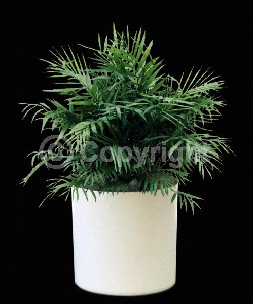 Yellow blooms; Evergreen; Needles or needle-like leaf; North American Native