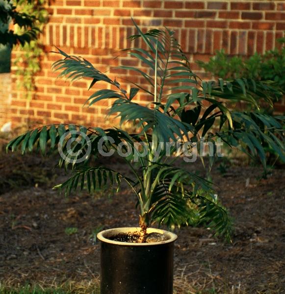 Yellow blooms; Evergreen; Needles or needle-like leaf; North American Native