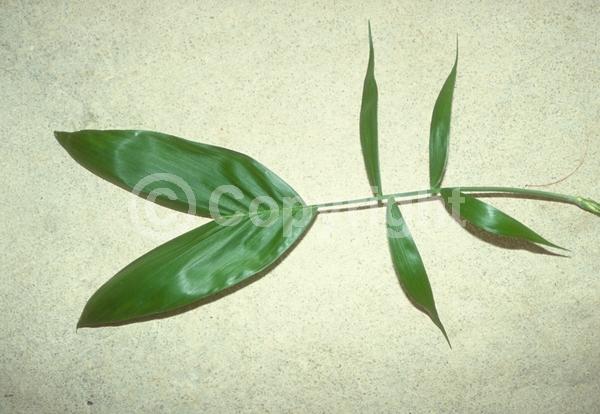 White blooms; Evergreen; Needles or needle-like leaf; North American Native