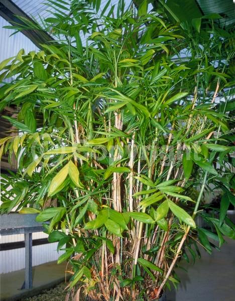 White blooms; Evergreen; Needles or needle-like leaf; North American Native