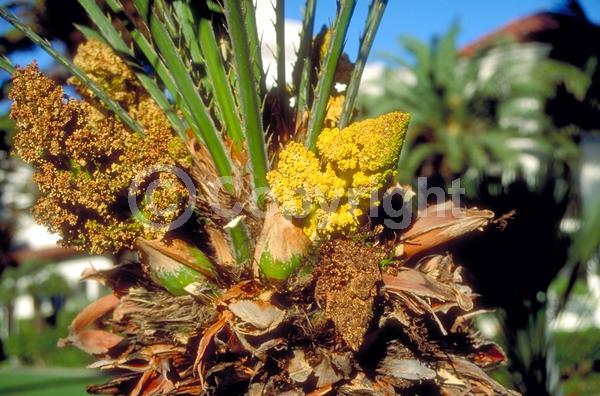 Yellow blooms; Evergreen; Needles or needle-like leaf
