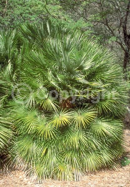 Yellow blooms; Evergreen; Needles or needle-like leaf