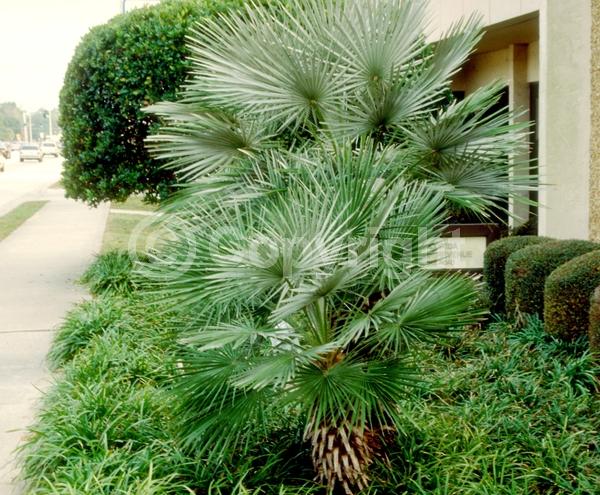 Yellow blooms; Evergreen; Needles or needle-like leaf