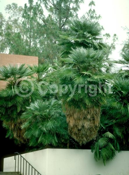 Yellow blooms; Evergreen; Needles or needle-like leaf