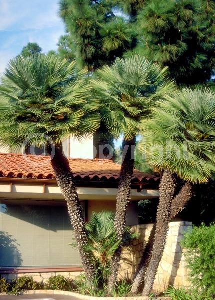 Yellow blooms; Evergreen; Needles or needle-like leaf