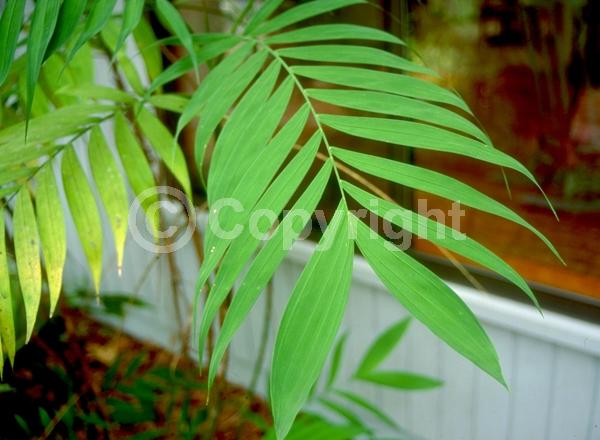 Yellow blooms; Evergreen; Needles or needle-like leaf; North American Native