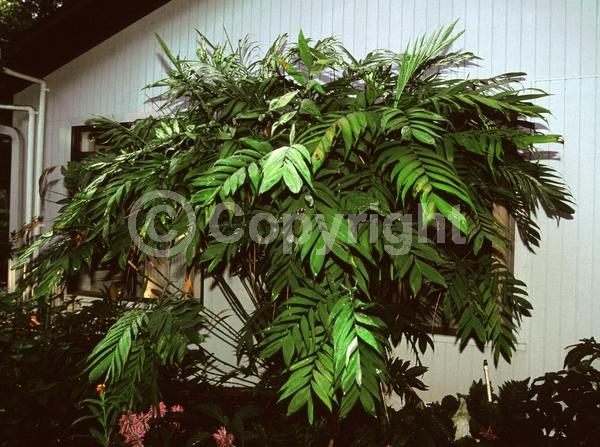 Yellow blooms; Evergreen; Needles or needle-like leaf; North American Native