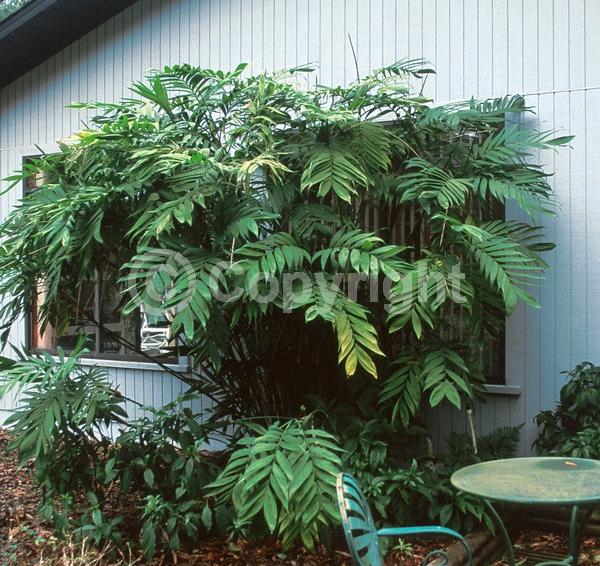 Yellow blooms; Evergreen; Needles or needle-like leaf; North American Native