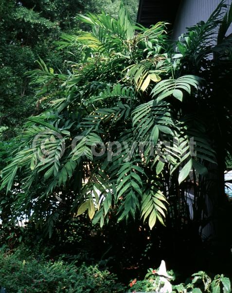 Yellow blooms; Evergreen; Needles or needle-like leaf; North American Native