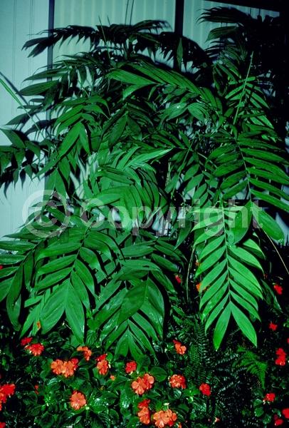 Yellow blooms; Evergreen; Needles or needle-like leaf; North American Native
