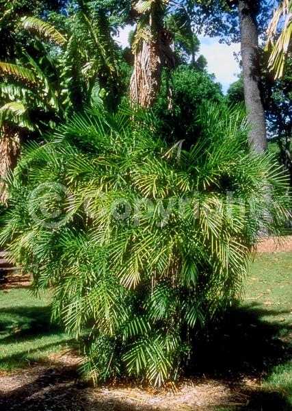 Yellow blooms; Evergreen; Needles or needle-like leaf; North American Native