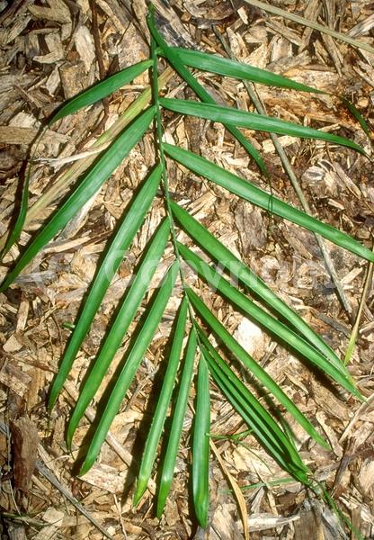 Yellow blooms; Evergreen; Needles or needle-like leaf; North American Native