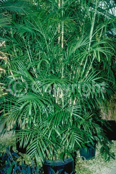 Yellow blooms; Evergreen; Needles or needle-like leaf; North American Native