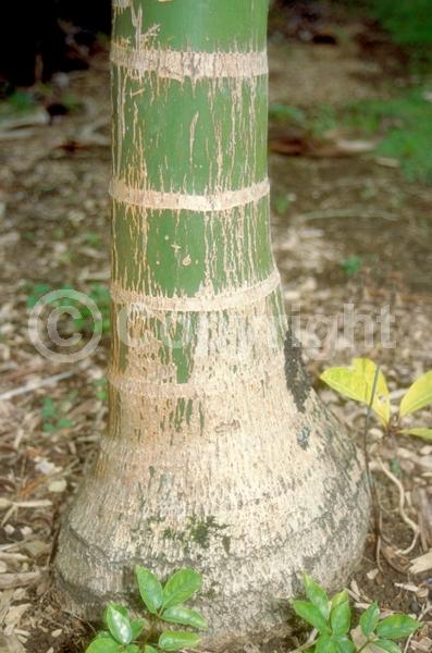 White blooms; Evergreen; Needles or needle-like leaf