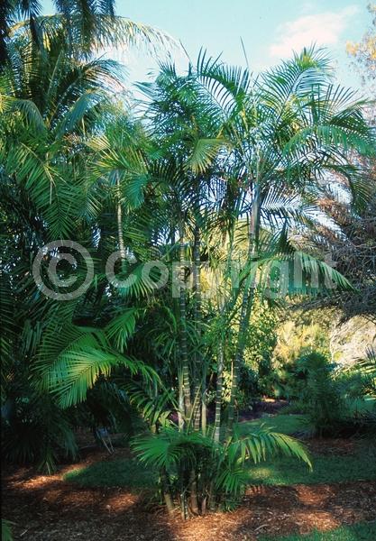 White blooms; Evergreen; Needles or needle-like leaf