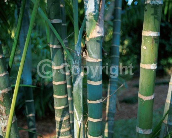 White blooms; Evergreen; Needles or needle-like leaf