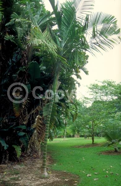 White blooms; Evergreen; Needles or needle-like leaf