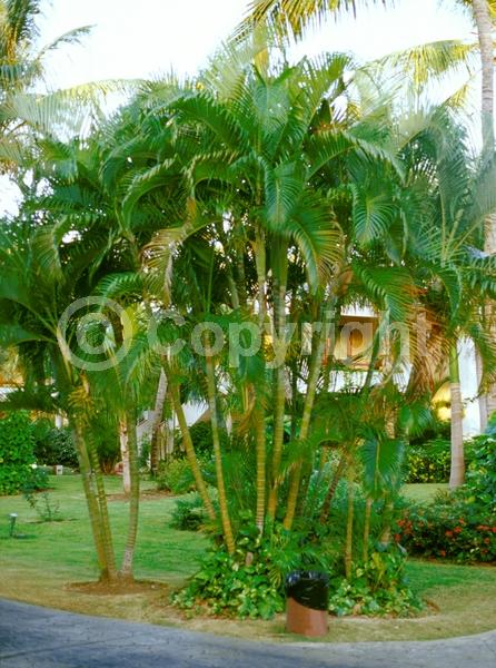 White blooms; Evergreen; Needles or needle-like leaf