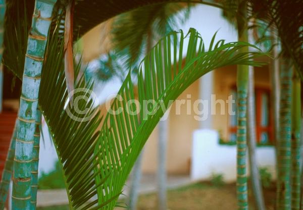 White blooms; Evergreen; Needles or needle-like leaf