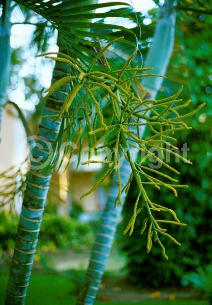 White blooms; Evergreen; Needles or needle-like leaf