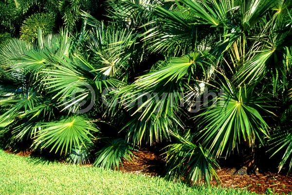 White blooms; Evergreen; Broadleaf; North American Native