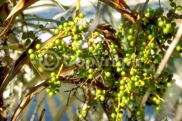 White blooms; Evergreen; Broadleaf; North American Native