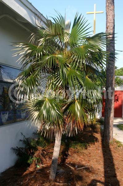 White blooms; Evergreen; Broadleaf; North American Native