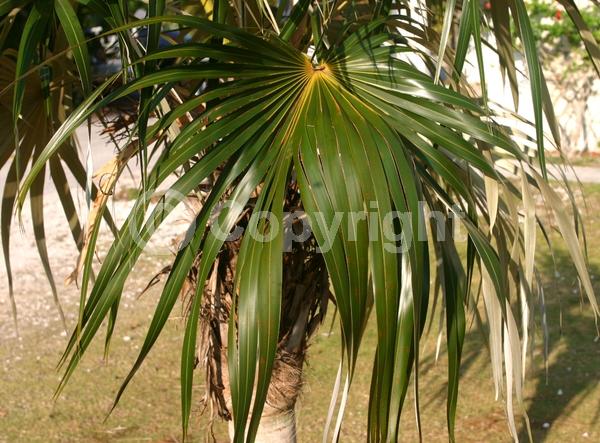 White blooms; Evergreen; Broadleaf; North American Native