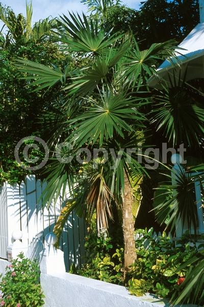 White blooms; Evergreen; Broadleaf; North American Native