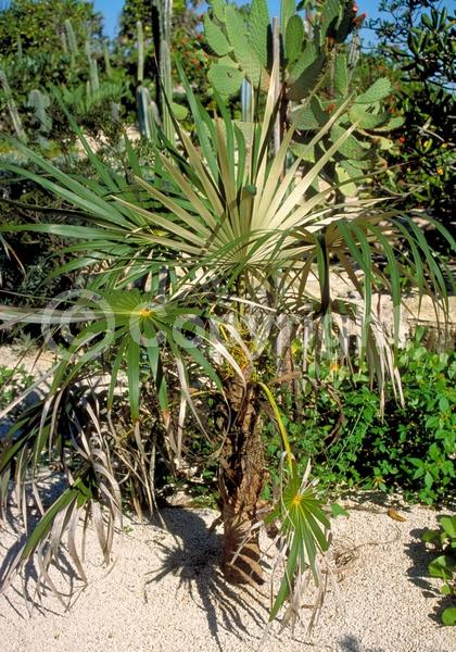 White blooms; Evergreen; Broadleaf; North American Native