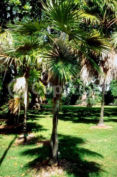 Yellow blooms; Evergreen; Broadleaf; North American Native