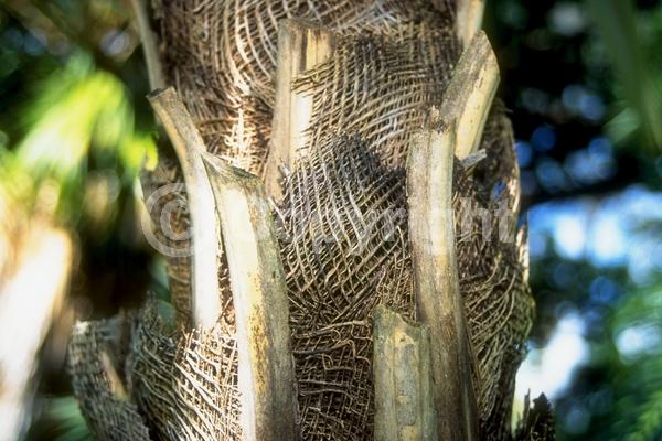 Yellow blooms; Evergreen; Broadleaf