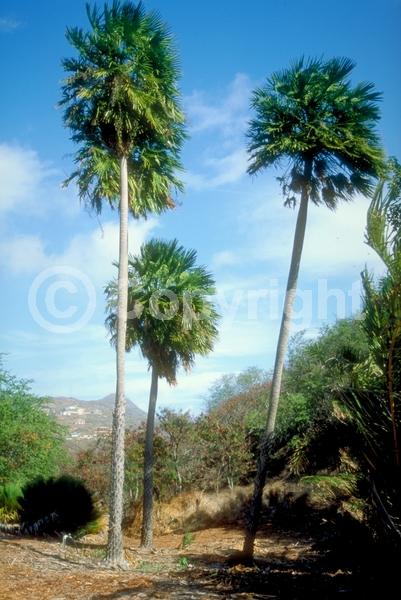 Yellow blooms; Evergreen; Broadleaf