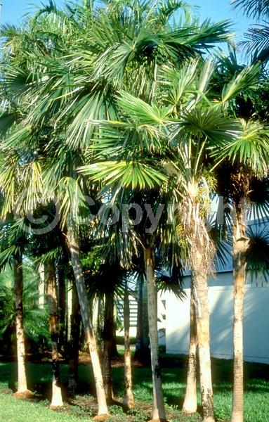 Yellow blooms; Evergreen; Broadleaf; North American Native