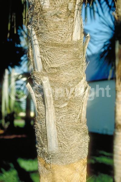Yellow blooms; Evergreen; Broadleaf; North American Native